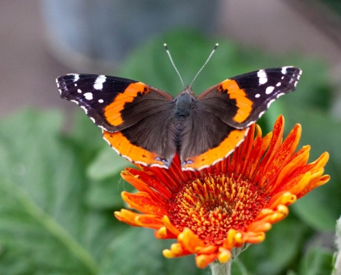 Butterfly on Gerbera Daisy