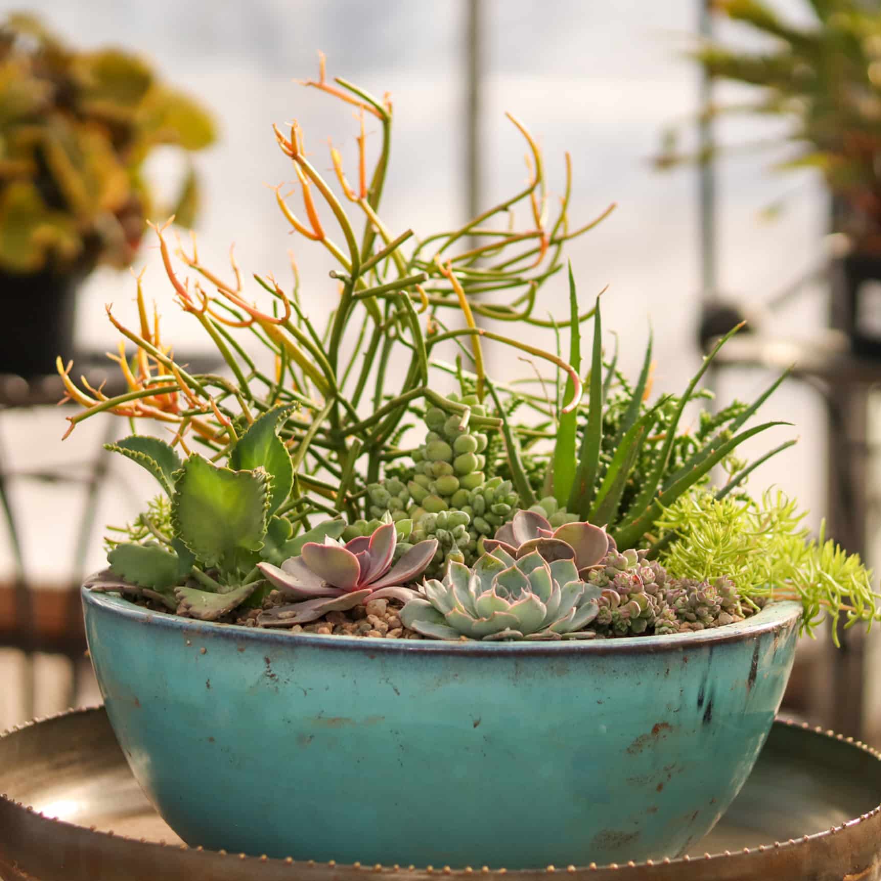 Succulents - Zywiecs Garden Center